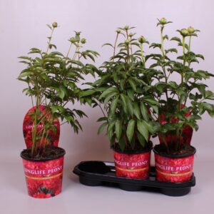 Paeonia Paeonia 19CM red Longlife
(3 Plants/Order)(19cmP 70cmH)