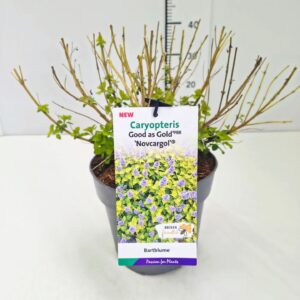 Caryopteris x clandonensis Caryopteris cland. 'Good as Gold' C5
(1 Plants/Order)(23cmP 60cmH)