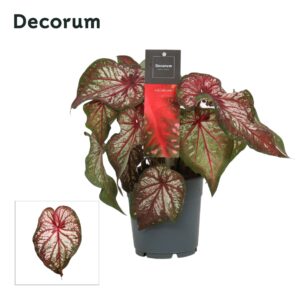Caladium Caladium Bicolor (Decorum)
(10 Plants/Order)(12cmP 25cmH)