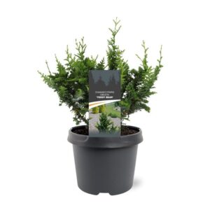 Chamaecyparis Chamaecyparis obtusa 'Teddy Bear'
(1 Plants/Order)(19cmP 30cmH)