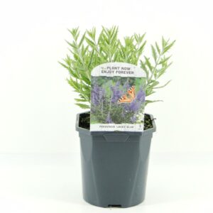 Perovskia Lacey Blue Perovskia atr. Lacey Blue
(6 Plants/Order)(17cmP 50cmH)