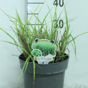Miscanthus sinensis Miscanthus sinensis 'Punktchen' P23
(1 Plants/Order)(23cmP 40cmH)
