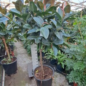 Ficus Elastica Robusta Robusta dikke stam 220
(1 Plants/Order)(55cmP 220cmH)