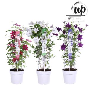 Clematis Clematis Evison Our Choice mix laag P23
(17 Plants/Order)(23cmP 90cmH)