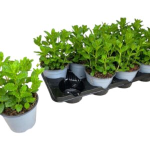 Mentha spicata Mentha spicata Maroc
(8 Plants/Order)(14cmP 25cmH)