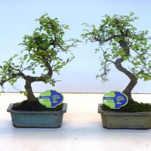 Bonsai Zelkova parvifolia, 20cm., shape, without driptray
(6 Plants/Order)(20cmP 35cmH)