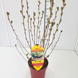 Aronia melanocarpa Aronia mel. 'Little Helpers' 50-60C6
(1 Plants/Order)(24cmP 70cmH)
