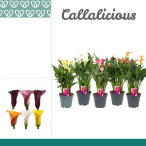 Zantedeschia mixed Zantedeschia (Calla) mix
(6 Plants/Order)(17cmP 45cmH)