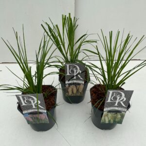 Cortaderia selloana Cortaderia sell. mix
(6 Plants/Order)(17cmP 50cmH)