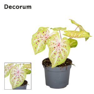 Caladium Miss Muffet Caladium Miss Muffet Decorum
(6 Plants/Order)(13cmP 25cmH)