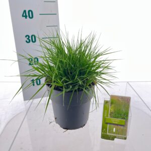 Molinia caerulea Molinia caerulea 'Torch'
(1 Plants/Order)(19cmP 30cmH)