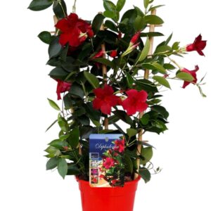 Mandevilla Rio Deep Red Mandeville 'Rio Deep' BAMBOO Rack red
(6 Plants/Order)(17cmP 60cmH)