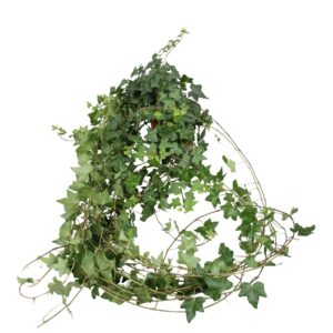Hedera Pittsburgh Hedera helix Pitsburg long plant
(10 Plants/Order)(13cmP 80cmH)