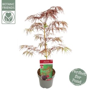 Acer palmatum Crimson Queen Acer palm. 'Crimson Queen' PREMIUM
(1 Plants/Order)(19cmP 65cmH)