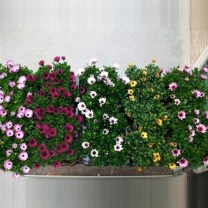 Osteospermum Osteospermum diverse,Mixlaag
(15 Plants/Order)(10.5cmP 22cmH)