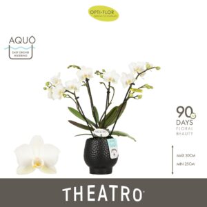 Phalaenopsis Multiflora Theatro Funk 4 spike in Abruzzo Black Aquo
(4 Plants/Order)(7cmP 30cmH)
