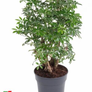 Schefflera Luseana Schefflera Luseana P24
(1 Plants/Order)(24cmP 60cmH)
