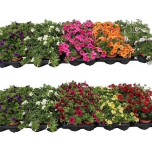 Calibrachoa Minifamous Calibrachoa mix Layer
(12 Plants/Order)(10.5cmP 17cmH)