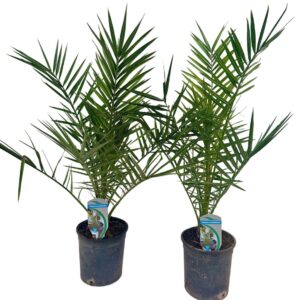Phoenix canariensis Phoenix canariensis P14 IT
(1 Plants/Order)(14cmP 70cmH)