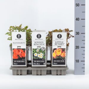 Rosa pink Classics miniatuur (M) mix, C3
(6 Plants/Order)(17cmP 35cmH)