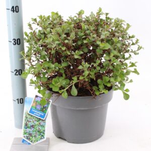 Ceratostigma griffithii Ceratostigma griffithii
(1 Plants/Order)(23cmP 40cmH)