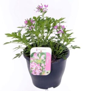 Cleome Cleome clio magenta
(1 Plants/Order)(23cmP 40cmH)