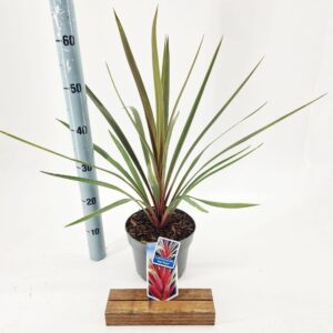 Cordyline Cordyline australis 'Red Heart'
(1 Plants/Order)(19cmP 55cmH)