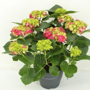 Hydrangea Leuchtfeuer Hydrangea Hi Fire
(1 Plants/Order)(23cmP 50cmH)