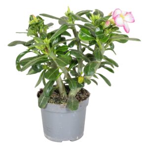 Adenium obesum Adenium Obesum Pink Star 13cm
(6 Plants/Order)(13cmP 25cmH)