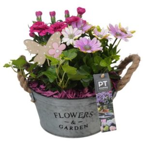 Perkgoed Arrangementen PTPP6908 Arrangement Patio in metalen schaal
(3 Plants/Order)(19cmP 28cmH)