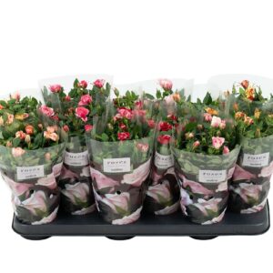 Rosa Victory mix Nolina Special Roses Ø 10,5 cm. mix
(12 Plants/Order)(10.5cmP 28cmH)
