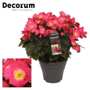 Begonia Belove pink Begonia BELOVE 19cm pink Decorum
(3 Plants/Order)(19cmP 35cmH)