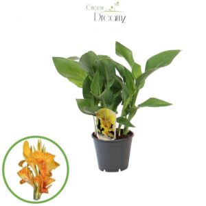 Canna Tenerife Canna Tenerife Zonder Flower p 14
(8 Plants/Order)(14cmP 45cmH)