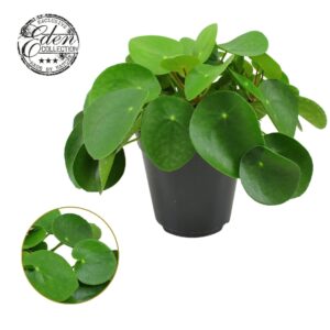 Pilea peperomoides Pilea Peperomioides 15cm
(3 Plants/Order)(15cmP 30cmH)