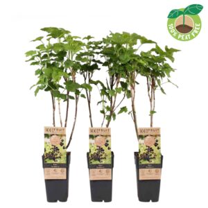 Ribes Ribes 'Jostaberry', P15
(10 Plants/Order)(15cmP 50cmH)