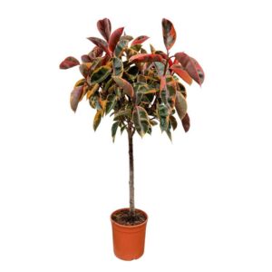 Ficus Belize Ficus Elastica 'Belize' - 130cm
(1 Plants/Order)(22cmP 130cmH)