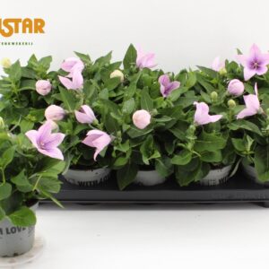 Platycodon Astra Pink Platycodon 12cm astra pink
(10 Plants/Order)(12cmP 30cmH)