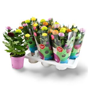 Chrysanthemum Flowerpops mixed in Flowerpops
(7 Plants/Order)(14cmP 35cmH)