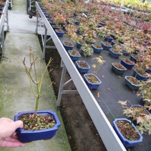 Acer palmatum Little Princess Acer palmatum little princess with driptray
(8 Plants/Order)(15cmP 30cmH)
