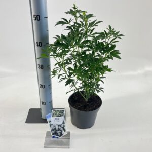 Choisya ternata Choisya Greenfingers ('LISSFING'PBR)
(1 Plants/Order)(17cmP 45cmH)
