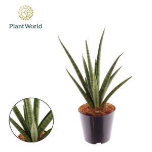 Sansevieria Cylindrica Sansevieria 'Dancing Queen'
(7 Plants/Order)(14cmP 40cmH)