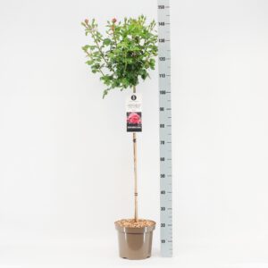 Rosa Leonardo da Vinci Rosa (F) Leonardo da Vinci ®, stam 90, C7.5
(1 Plants/Order)(26cmP 120cmH)