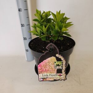 Hydrangea paniculata Hydrangea paniculata Little Fresco
(1 Plants/Order)(29cmP 50cmH)