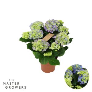 Hydrangea blue Hydrangea blue 5/6 flowers
(6 Plants/Order)(14cmP 40cmH)