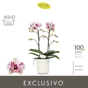 Phalaenopsis Multiflora Exclusivo Athena 2 spike in Molise White Aquo
(6 Plants/Order)(12cmP 45cmH)