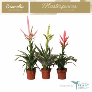 Bromelia Exclusieve Bromelia mix
(6 Plants/Order)(12cmP 60cmH)