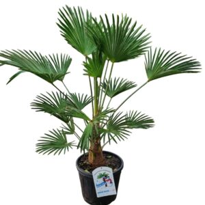 Trachycarpus wagnerianus Trachycarpus Wagnerianus Nl Paspoort 120+
(1 Plants/Order)(32cmP 120cmH)