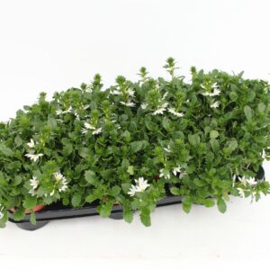 Scaevola Whirlwind White Scaevola White
(12 Plants/Order)(10.5cmP 20cmH)