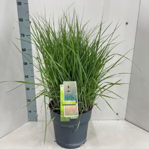 Panicum virgatum Panicum virgatum 'Prairie Sky'
(1 Plants/Order)(29cmP 80cmH)