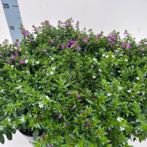 Cuphea hyssopifolia Cuphea hyssopifolia_Mix-Lage_T10,5
(10 Plants/Order)(10.5cmP 21cmH)